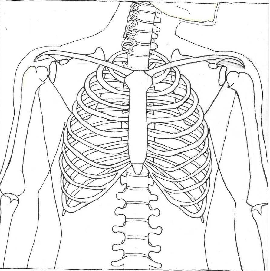 Skeleton Body Drawing at GetDrawings Free download