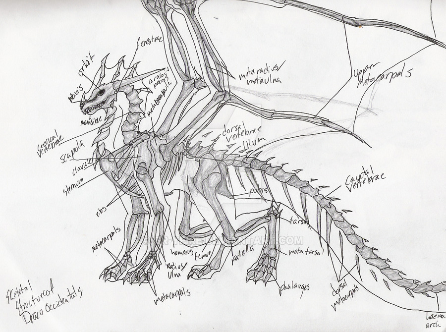 Скелет дракона рисунок