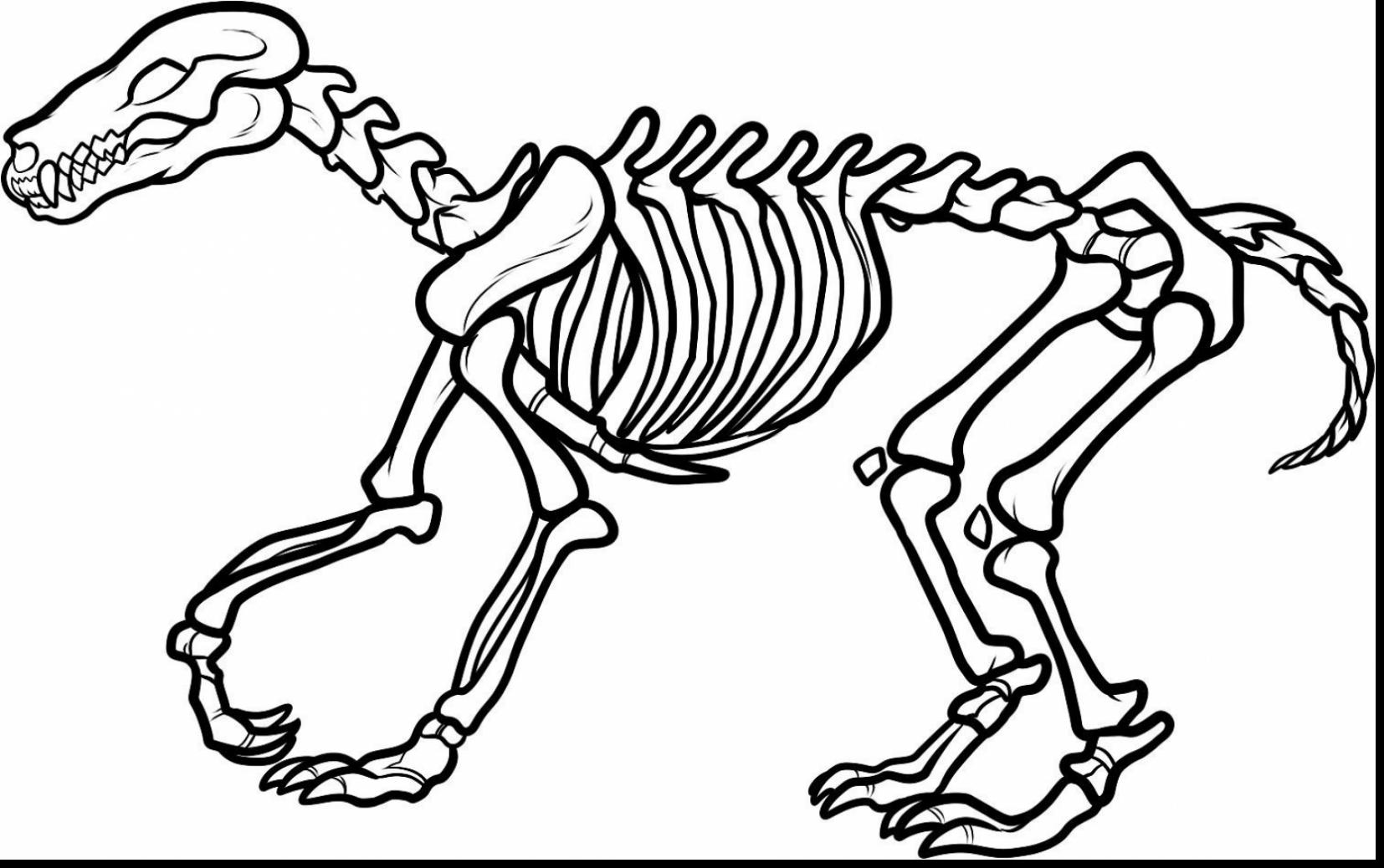 skeleton-drawing-for-kids-at-getdrawings-free-download