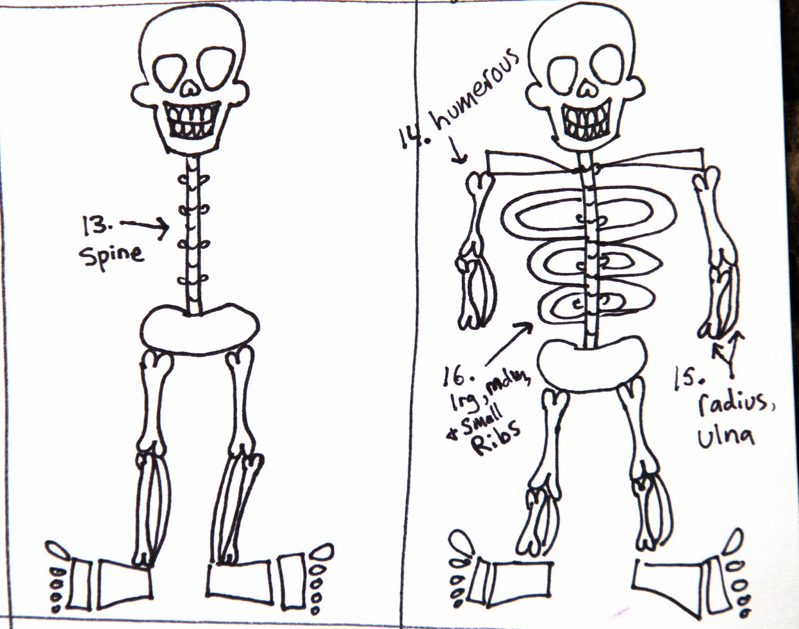 human skeleton drawing step by step