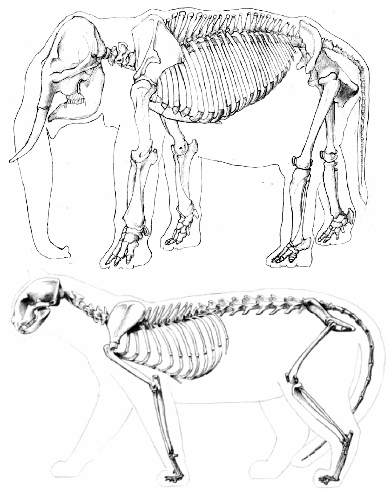 skeleton figure drawing