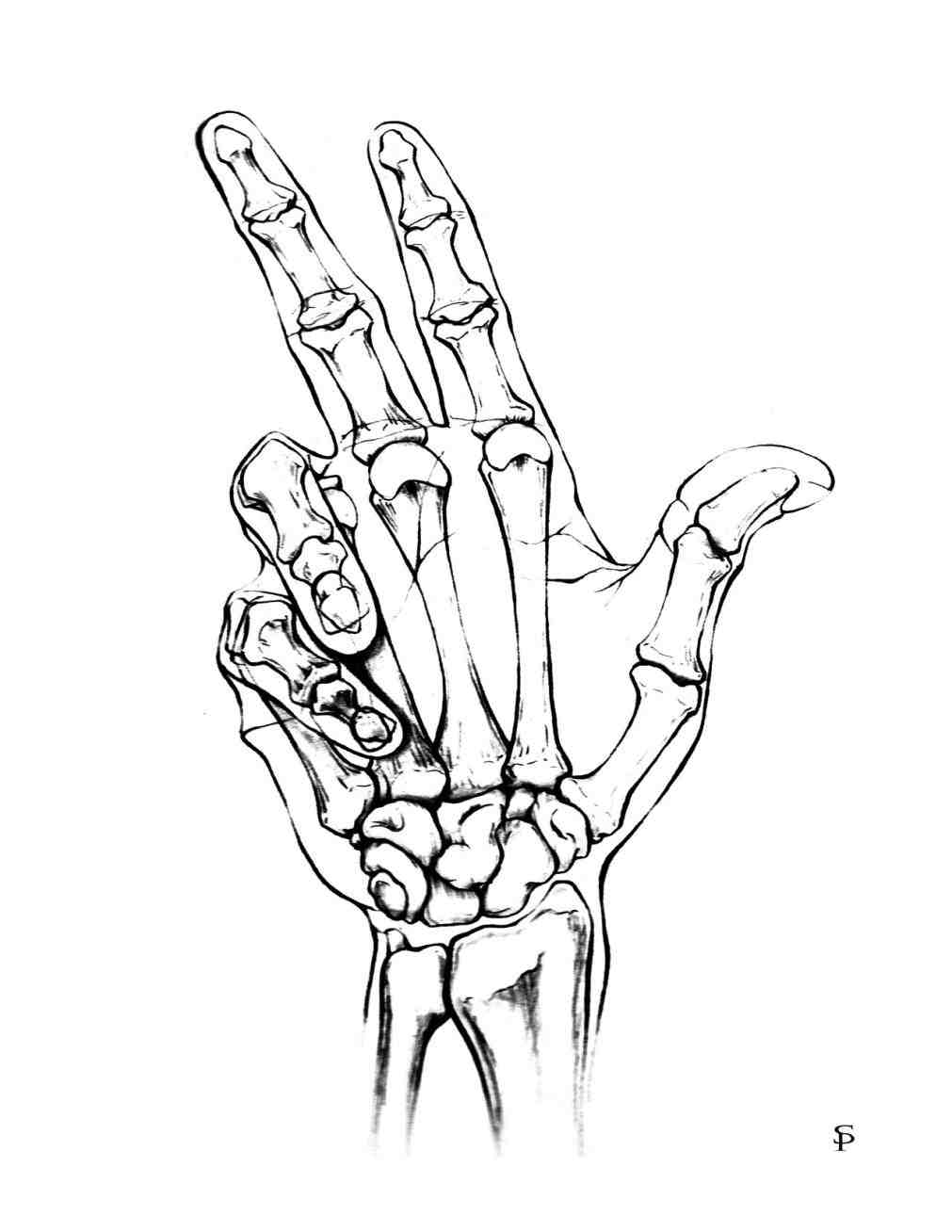 Skeleton Hands Drawing at GetDrawings Free download