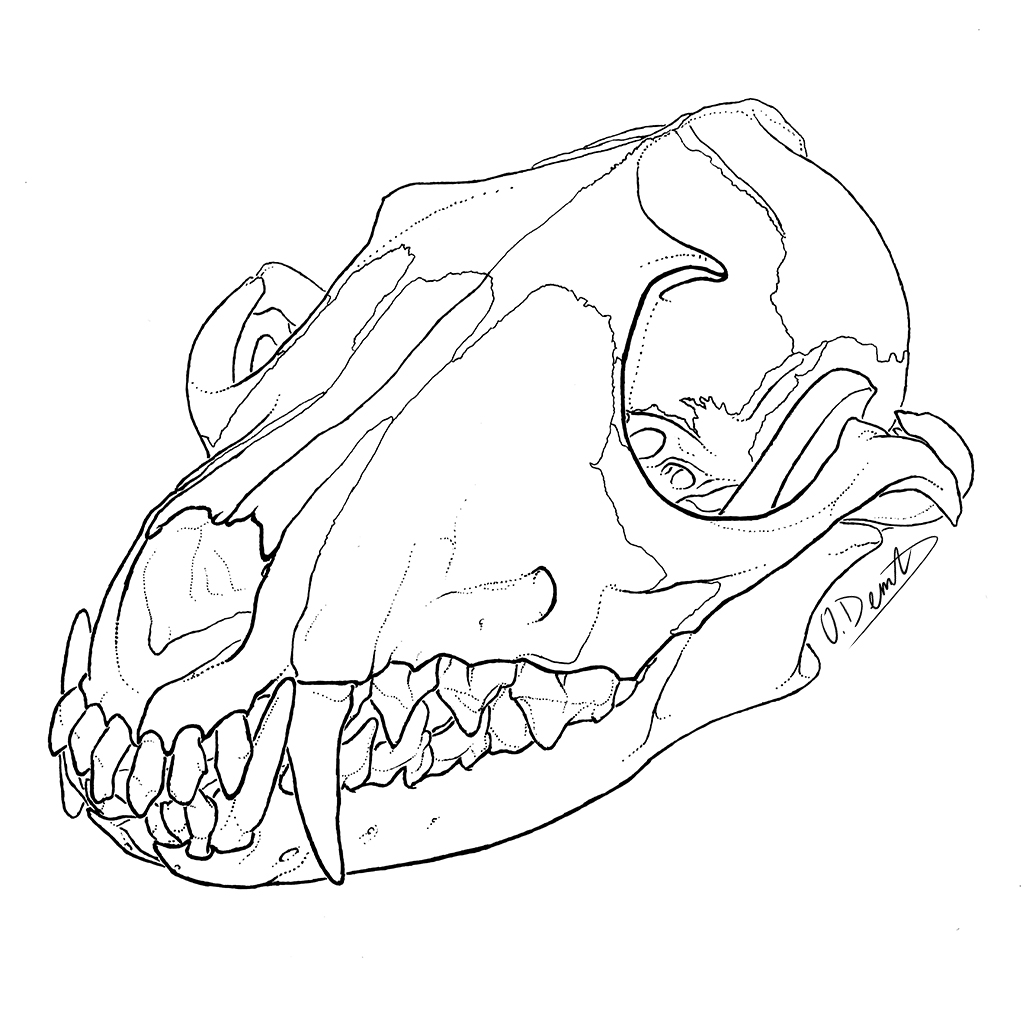 Череп волка рисунок сбоку