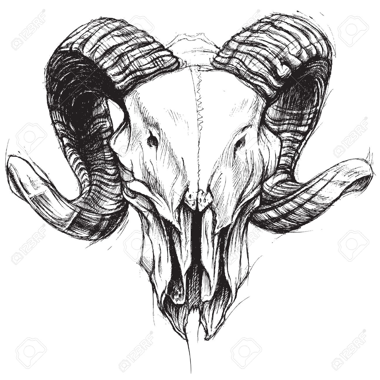 Skull With Horns Drawing at GetDrawings Free download