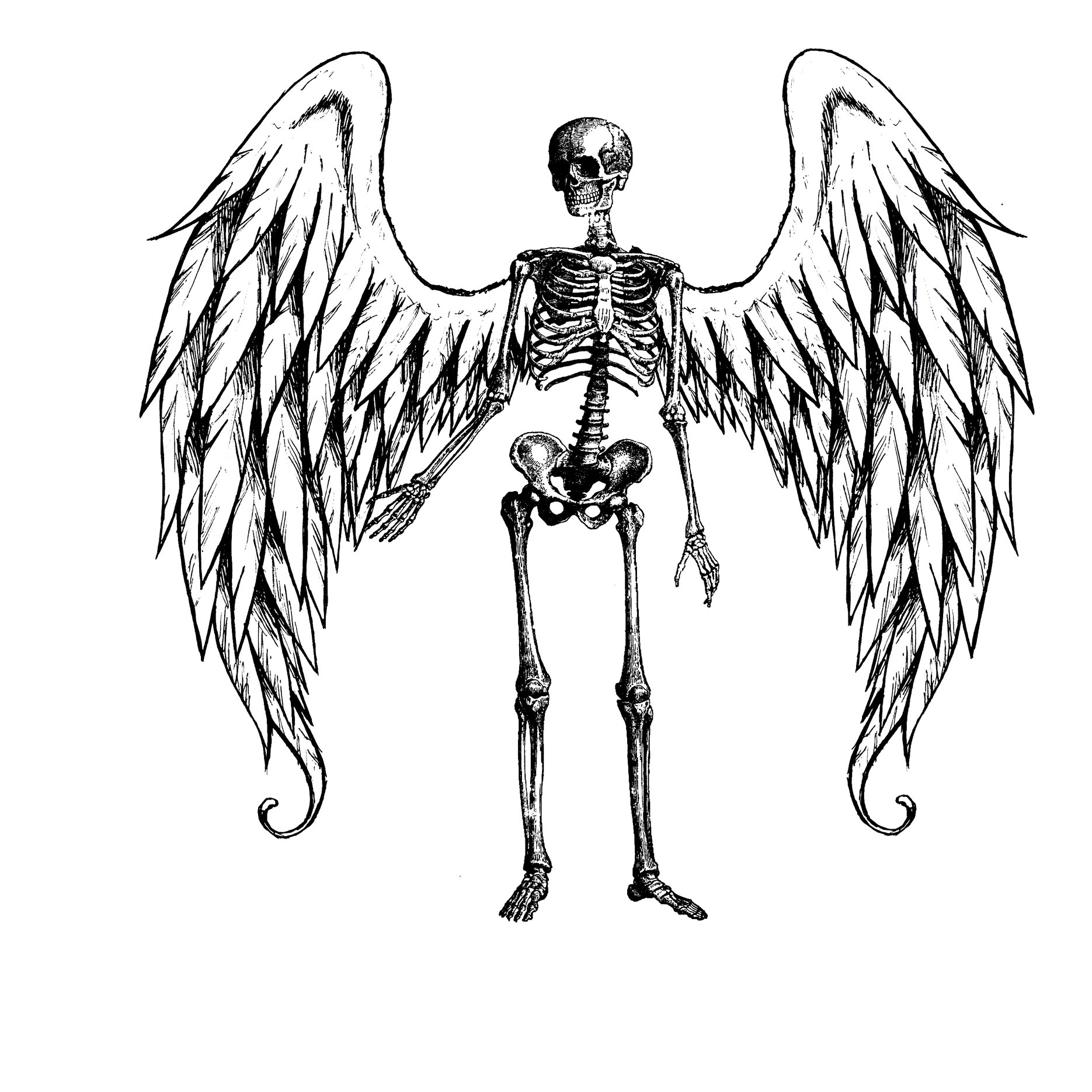 Skull With Wings Drawing at GetDrawings Free download