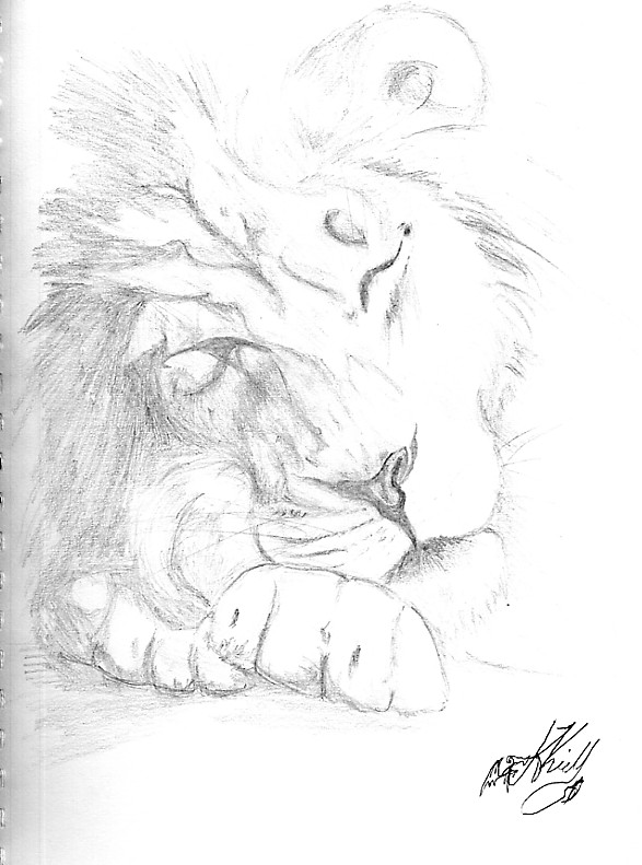 Sleeping Lion Drawing At Getdrawings Free Download