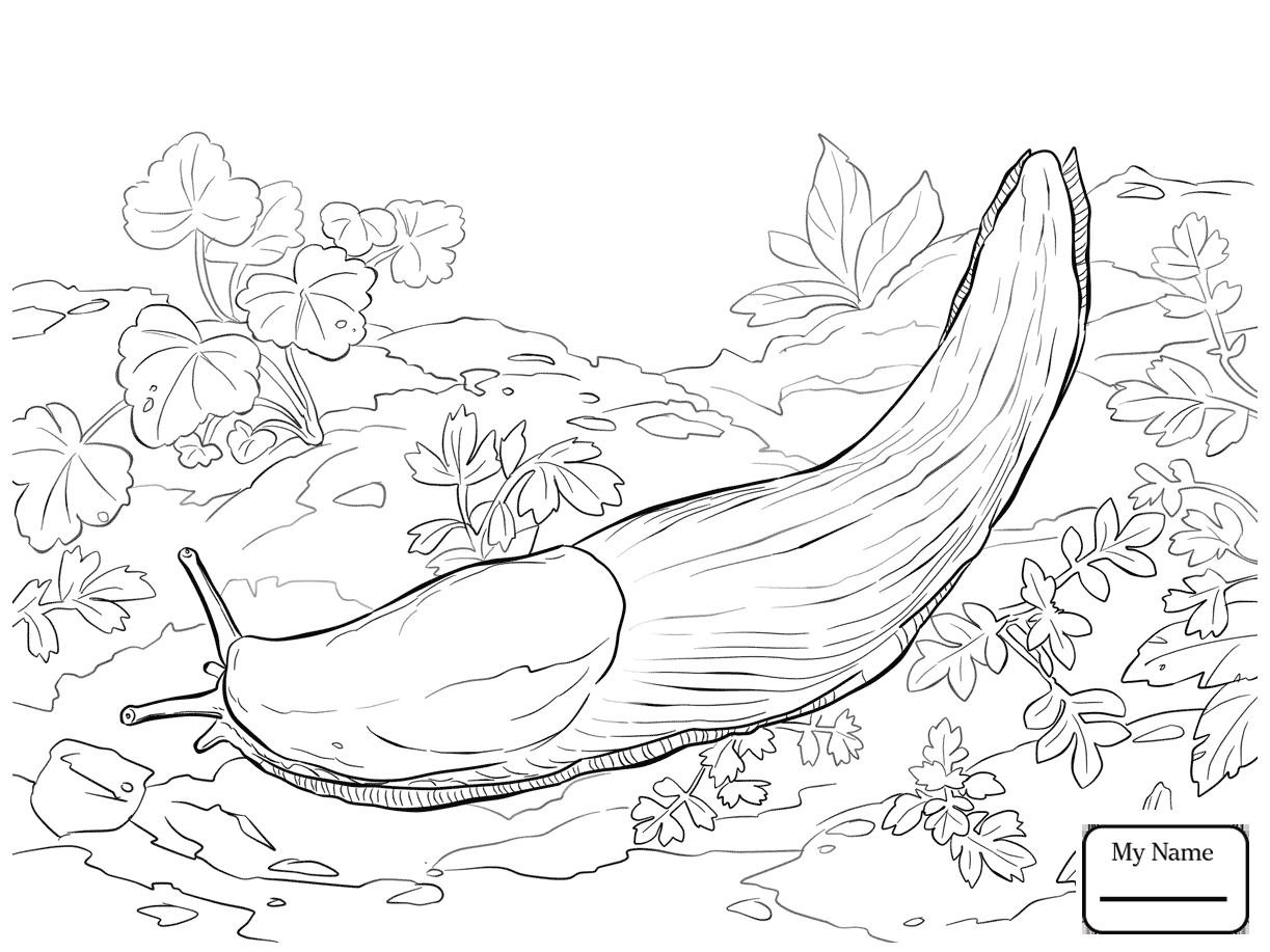 Slug Drawing at GetDrawings | Free download