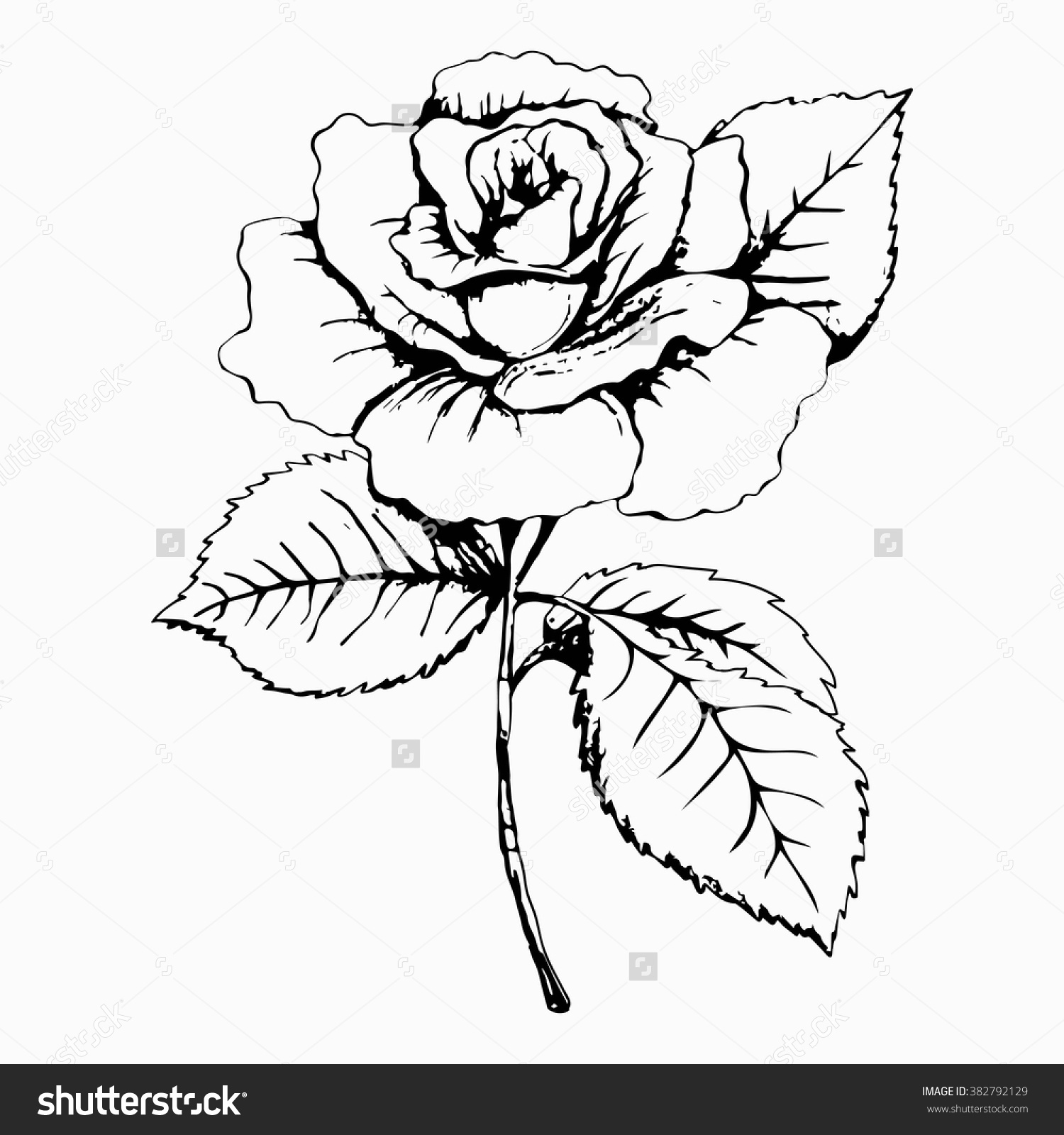 Small Rose Drawing at GetDrawings Free download