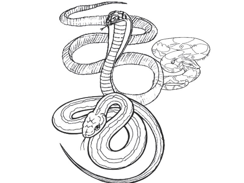 Snake Biting Drawing at GetDrawings Free download