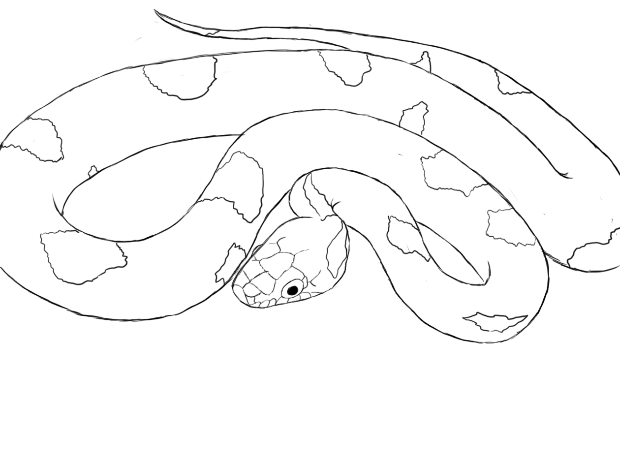 Snake Drawing Images At Getdrawings Free Download