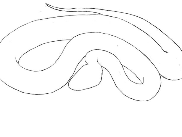 Snake Drawing Step By Step At GetDrawings | Free Download