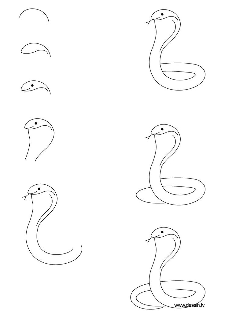 Snake Drawing Step By Step at GetDrawings Free download