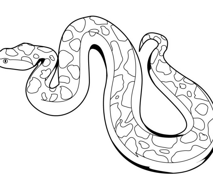 Snake Line Drawing at GetDrawings | Free download