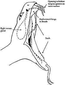 Snake Mouth Drawing at GetDrawings | Free download