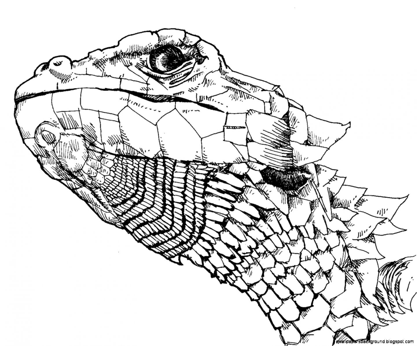 Snake Scales Drawing at GetDrawings | Free download