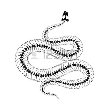 Snake Skeleton Drawing at GetDrawings | Free download