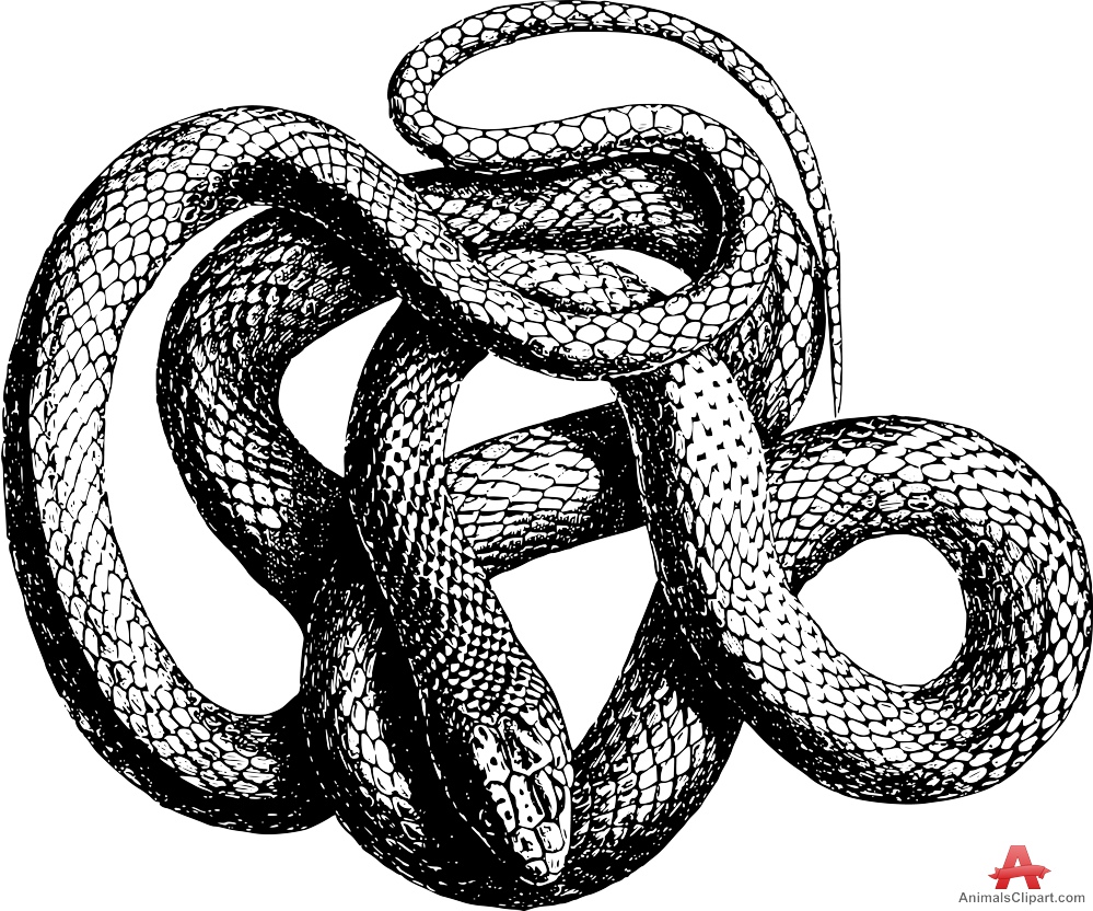 Snake With Mouth Open Drawing at GetDrawings | Free download