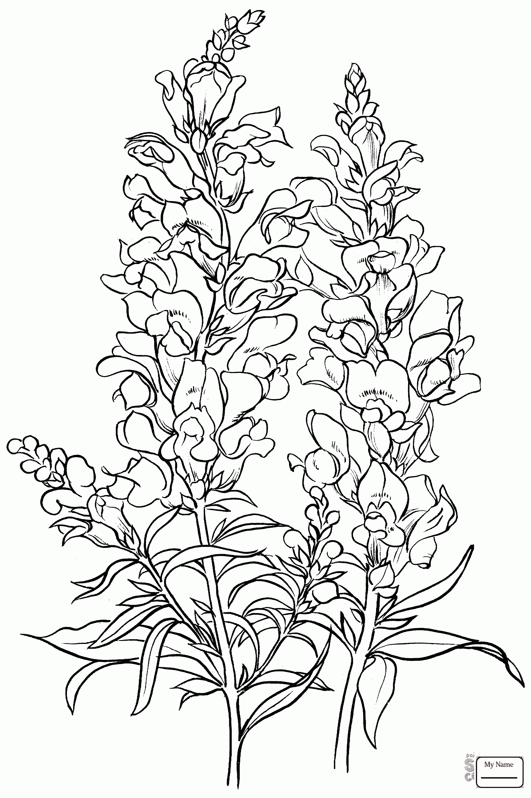 Snapdragon Flower Drawing at GetDrawings Free download