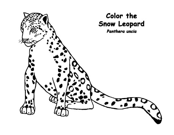 Snow Leopard Drawing at GetDrawings | Free download