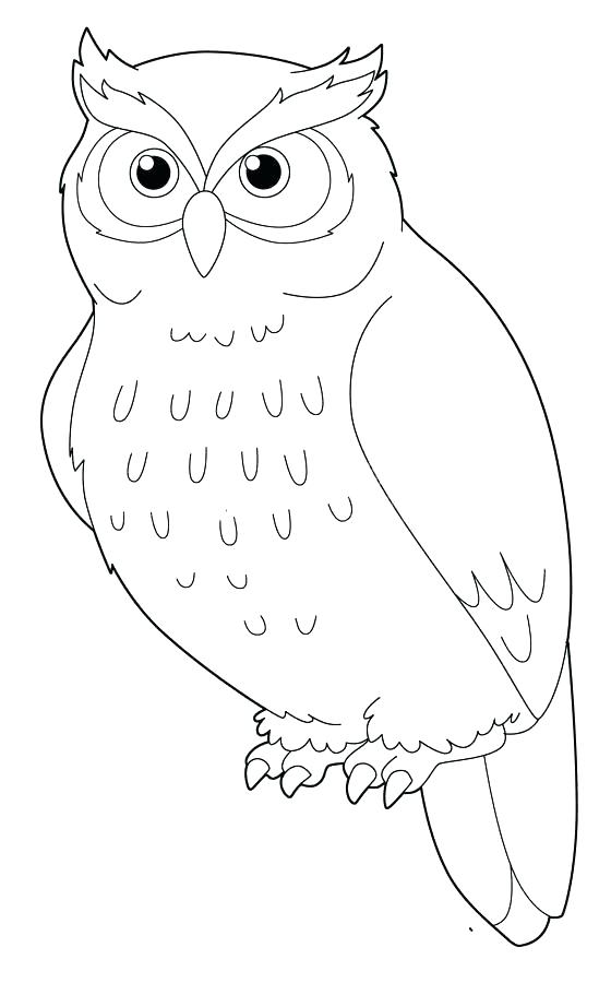 Snowy Owl Drawing At GetDrawings Free Download