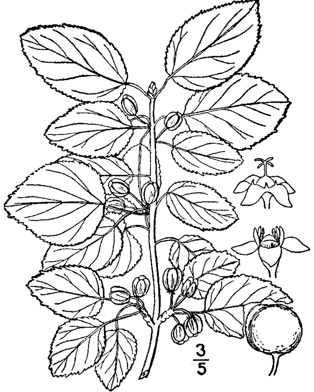 Soybean Drawing at GetDrawings Free download