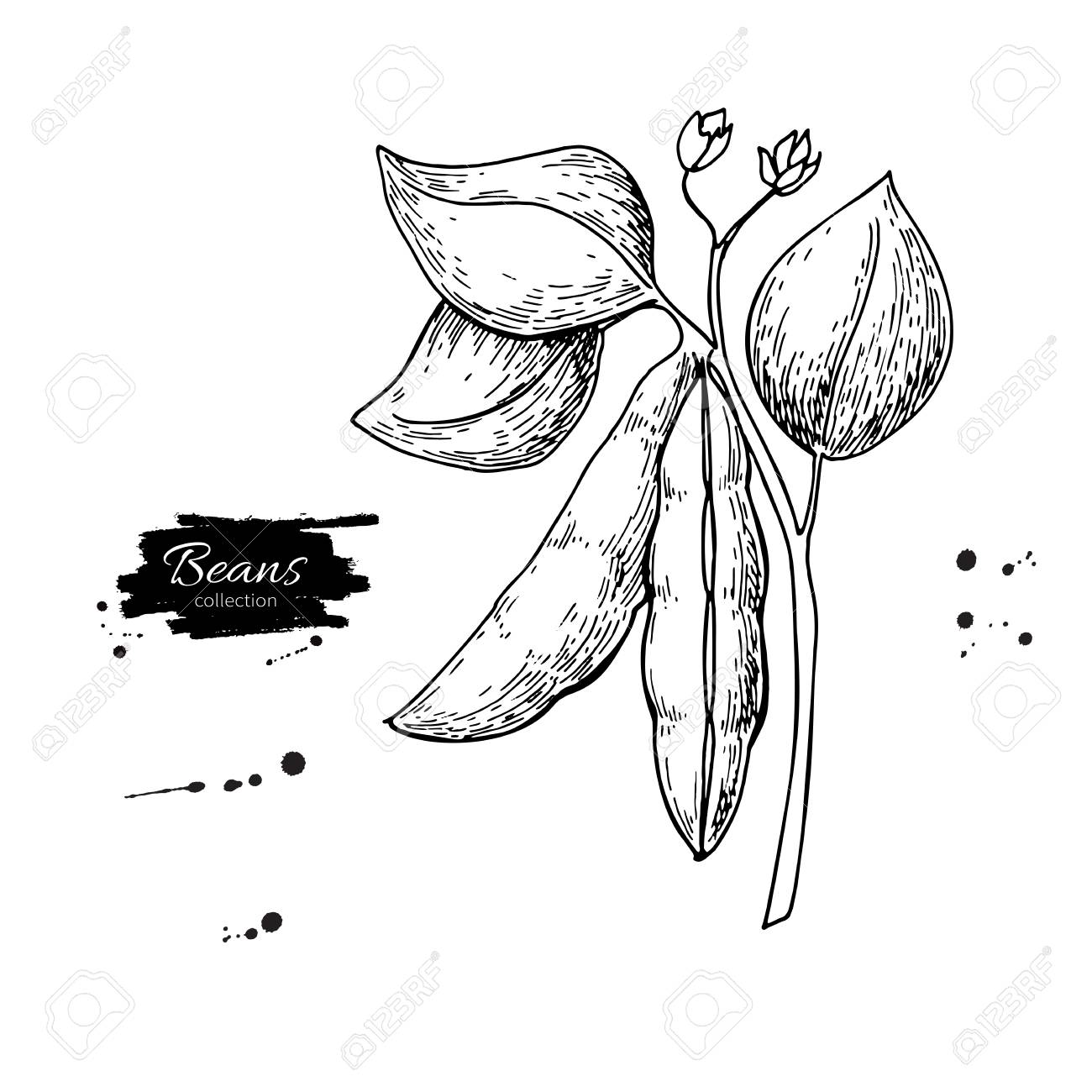 Soybean Drawing at GetDrawings Free download