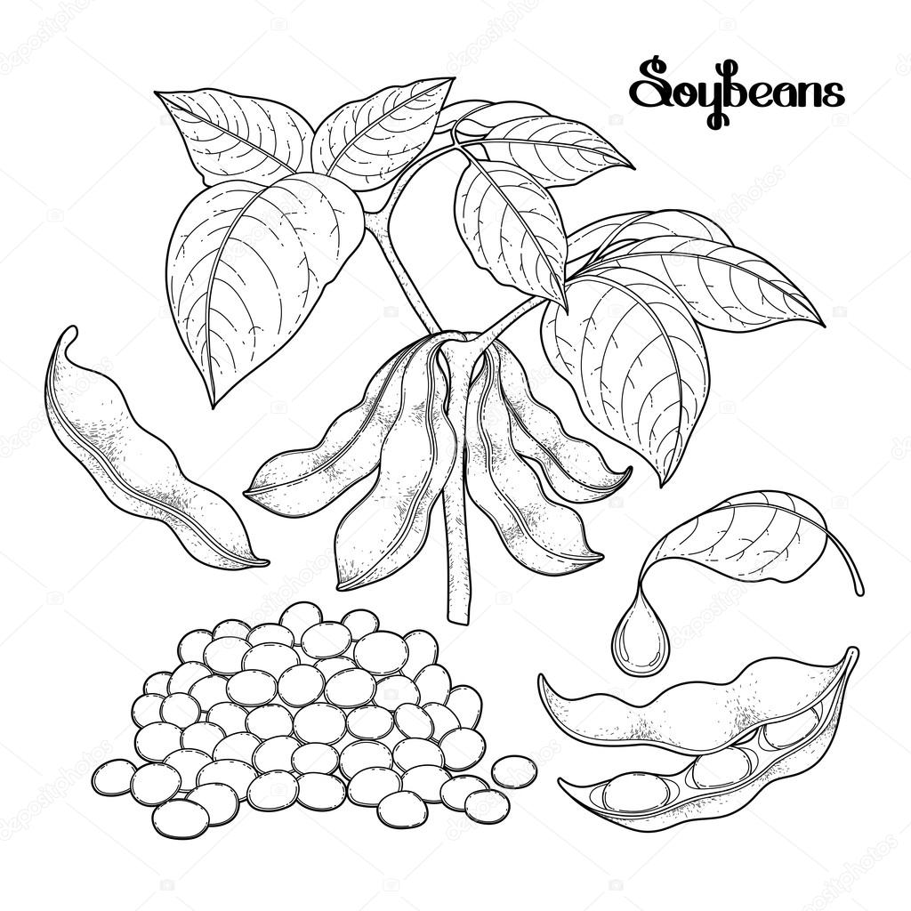 Soybean Drawing at GetDrawings Free download