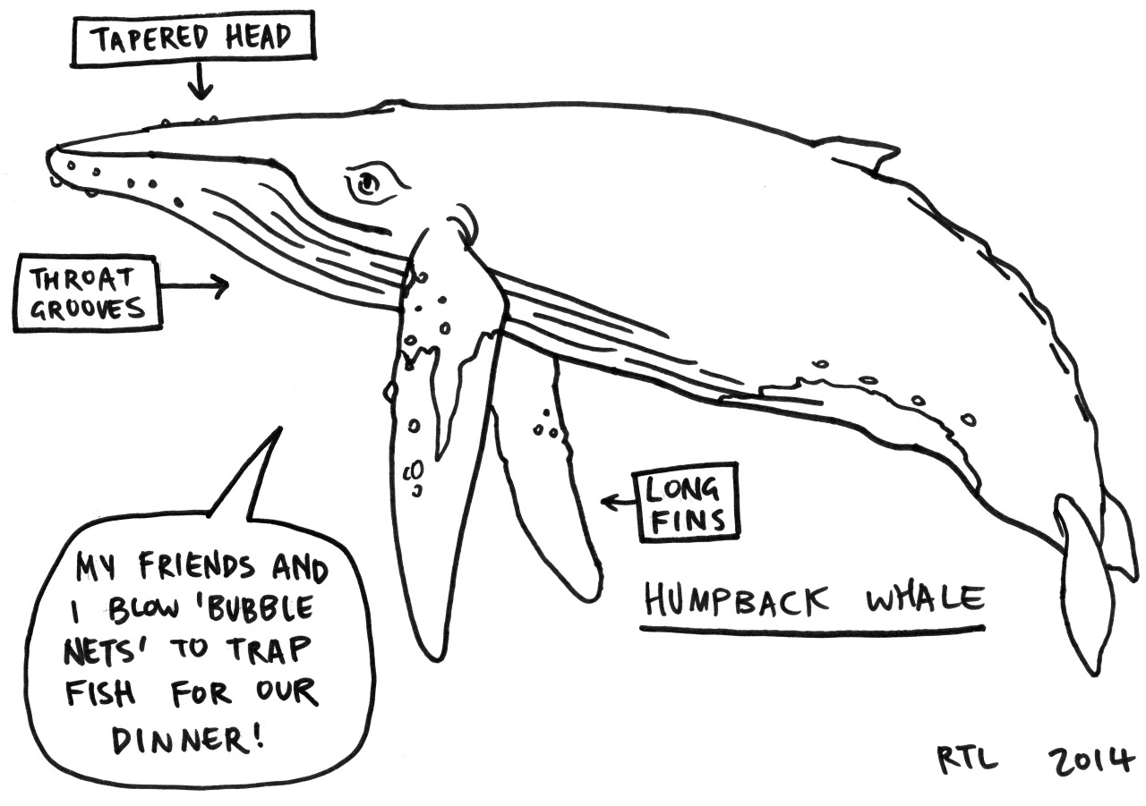 Sperm Whale Line Drawing at GetDrawings | Free download