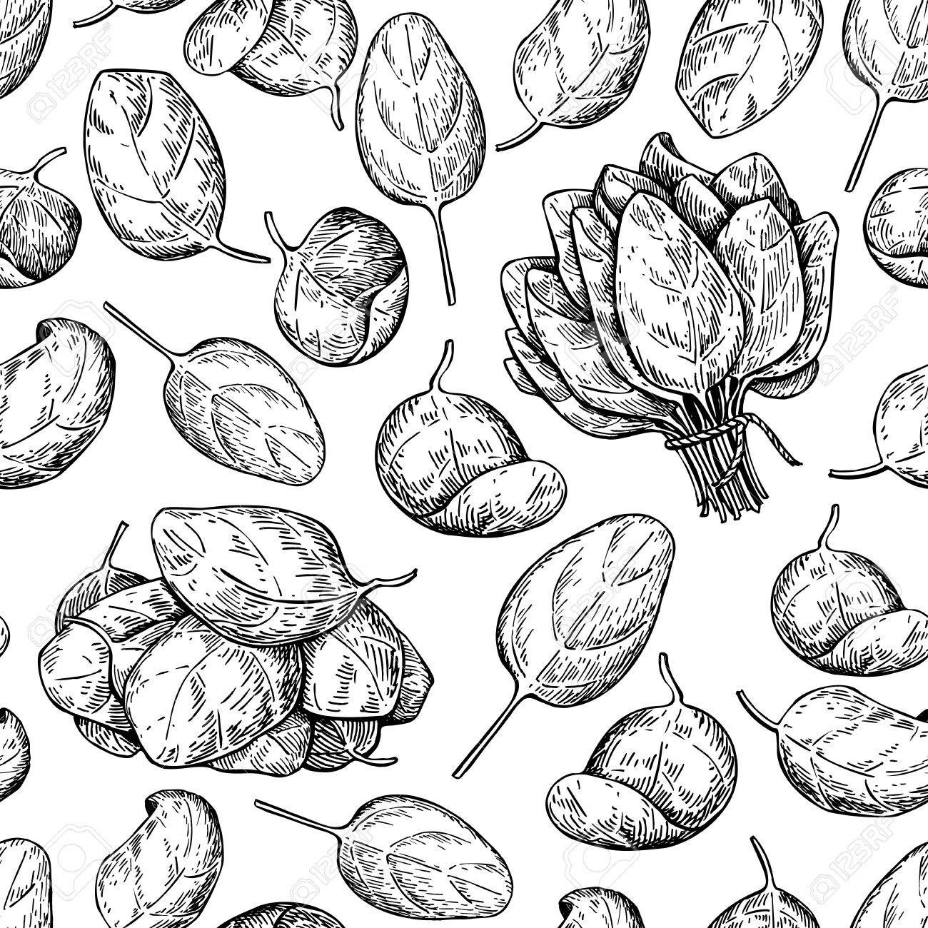 Spinach Drawing at GetDrawings | Free download