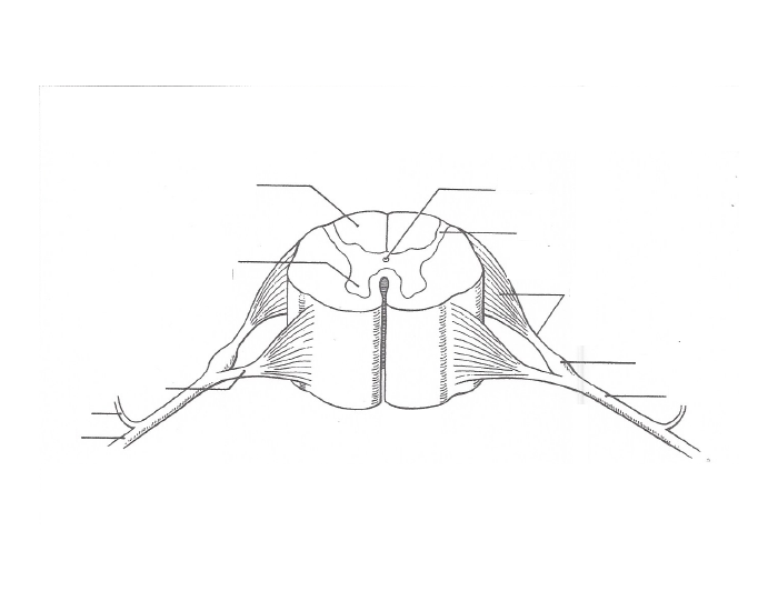 Spinal Cord Drawing at GetDrawings | Free download