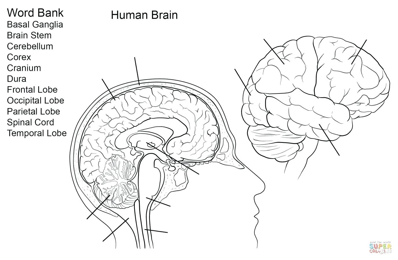 The Human Brain схема