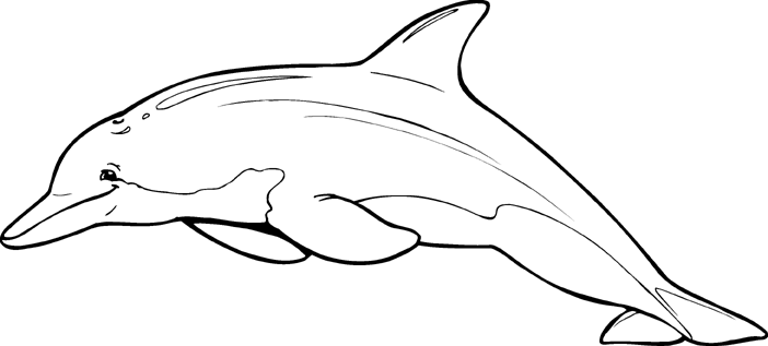 Spinner Dolphin Drawing At Getdrawings Free Download