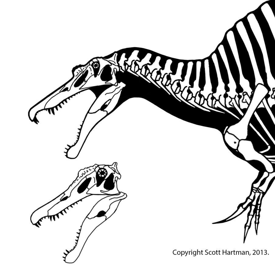 spinosaurus skeleton drawing