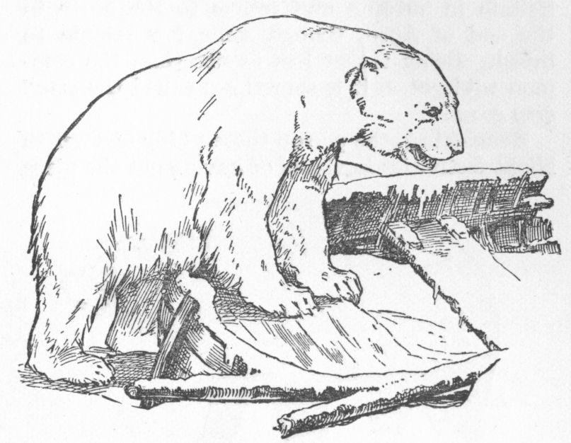 Spirit Bear Drawing at GetDrawings Free download