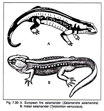 Spotted Salamander Drawing At Getdrawings 