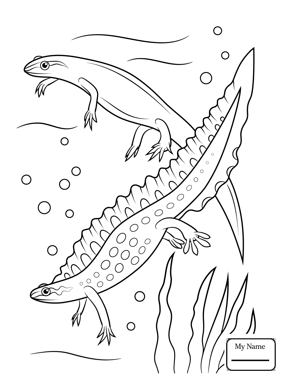 spotted salamander drawing at getdrawings  free download