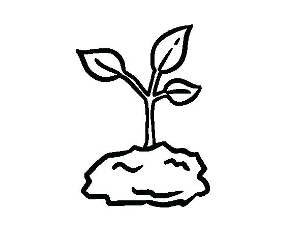 Sprout Drawing at GetDrawings | Free download