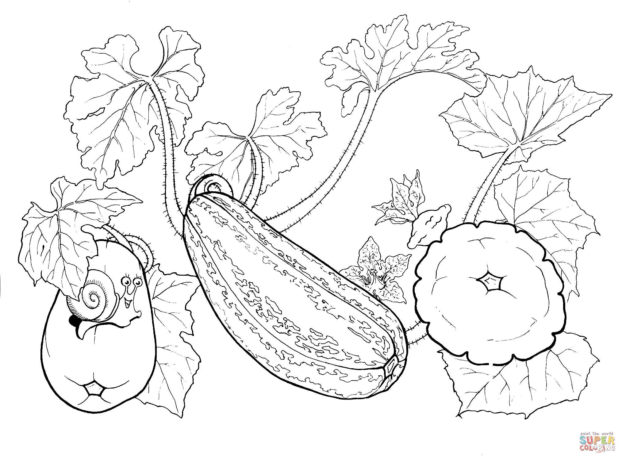 Squash Drawing at GetDrawings | Free download