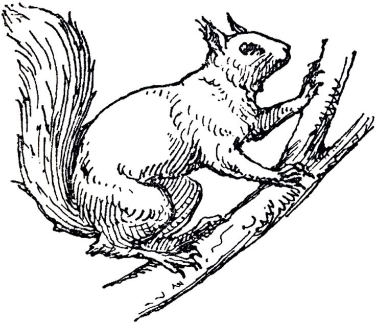 Squirrel In Tree Drawing At Getdrawings 