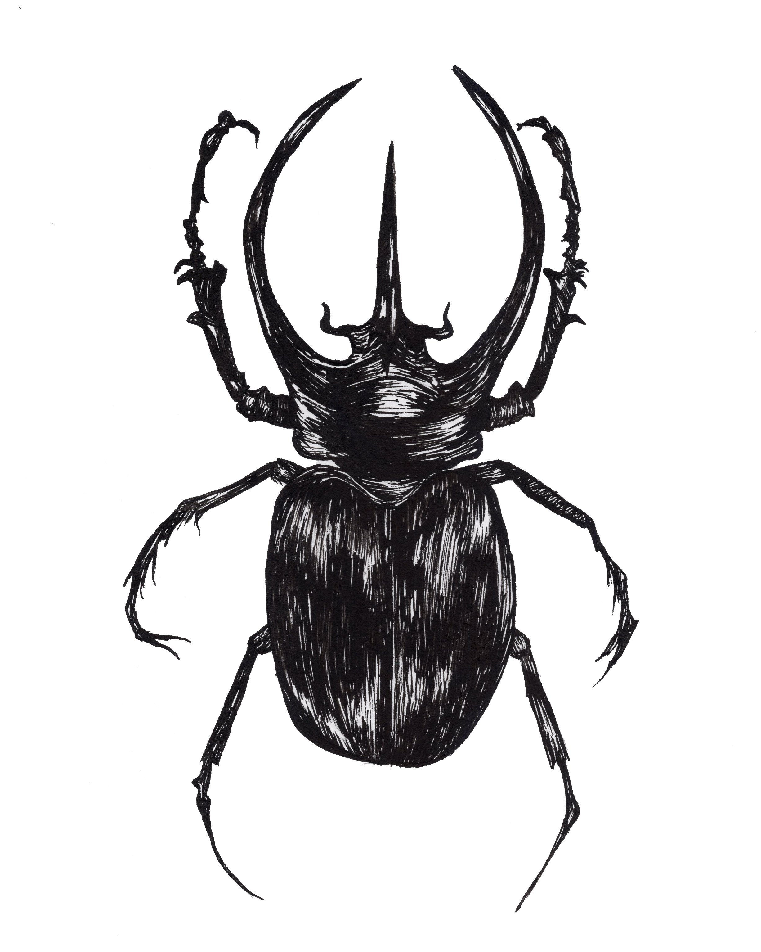 Stag Beetle Drawing at GetDrawings Free download