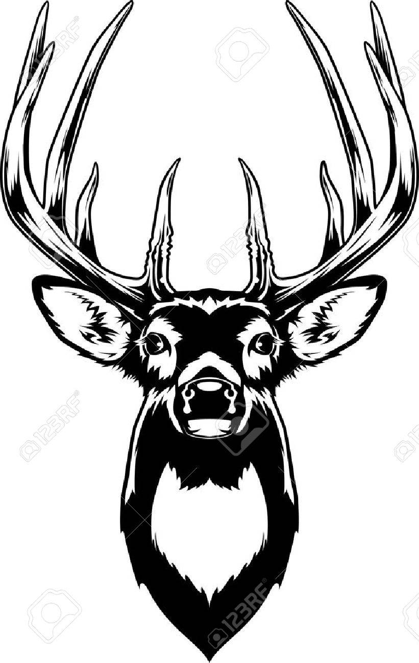 Stag Head Drawing at GetDrawings Free download