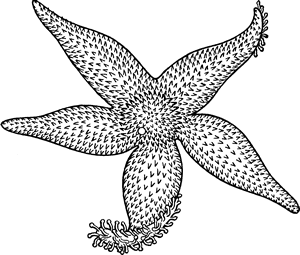 Starfish Drawing at GetDrawings | Free download