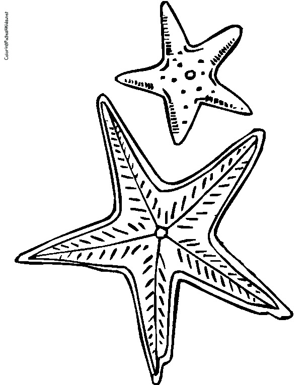 Starfish Coloring Template