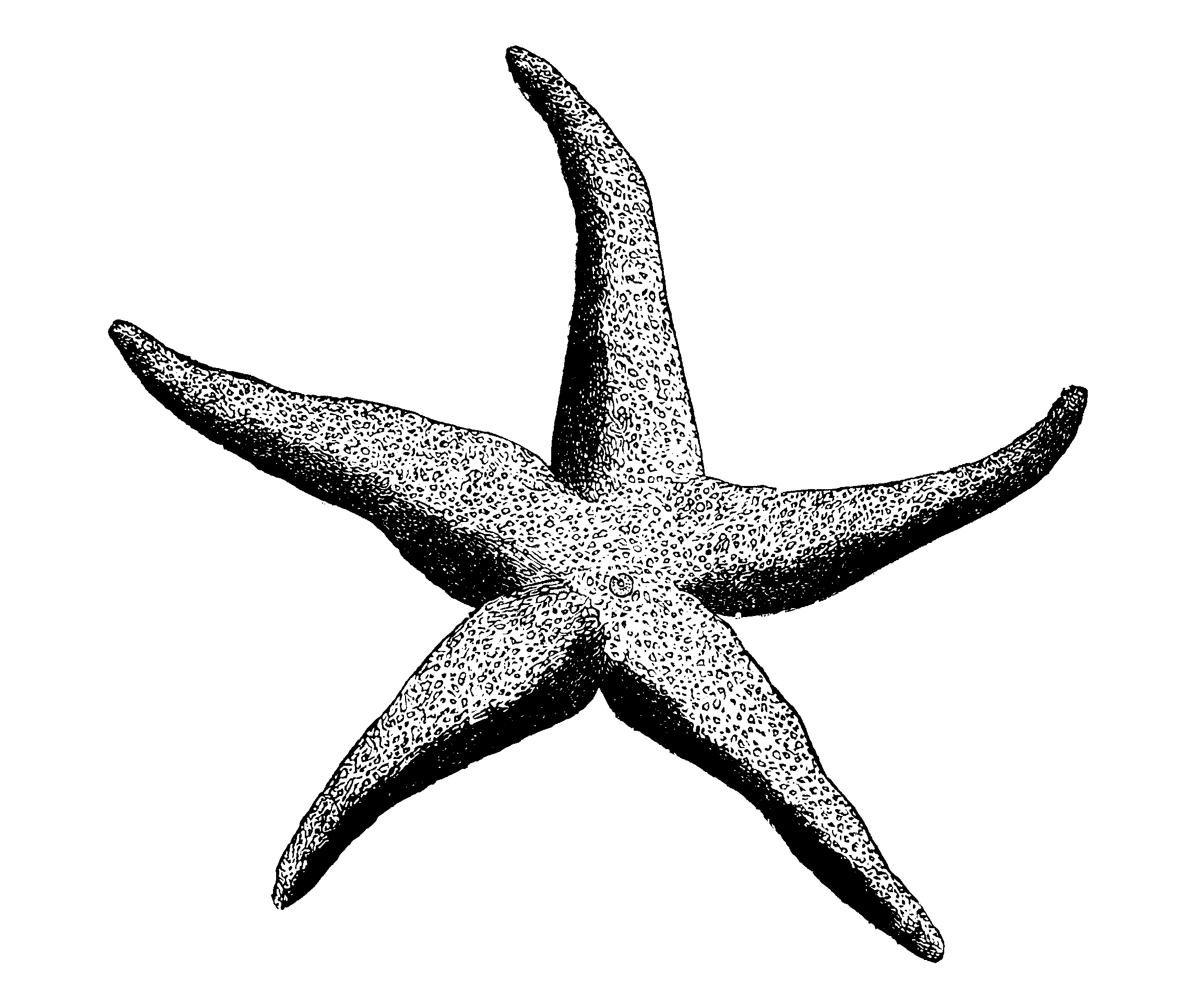 Starfish Line Drawing at GetDrawings Free download