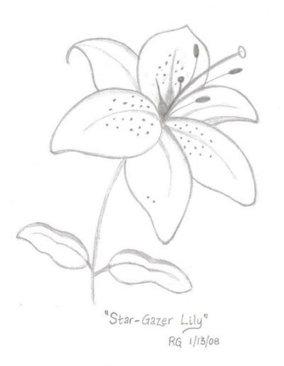 Stargazer Lilies Drawing at GetDrawings | Free download