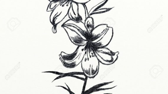 Stargazer Lily Drawing at GetDrawings | Free download