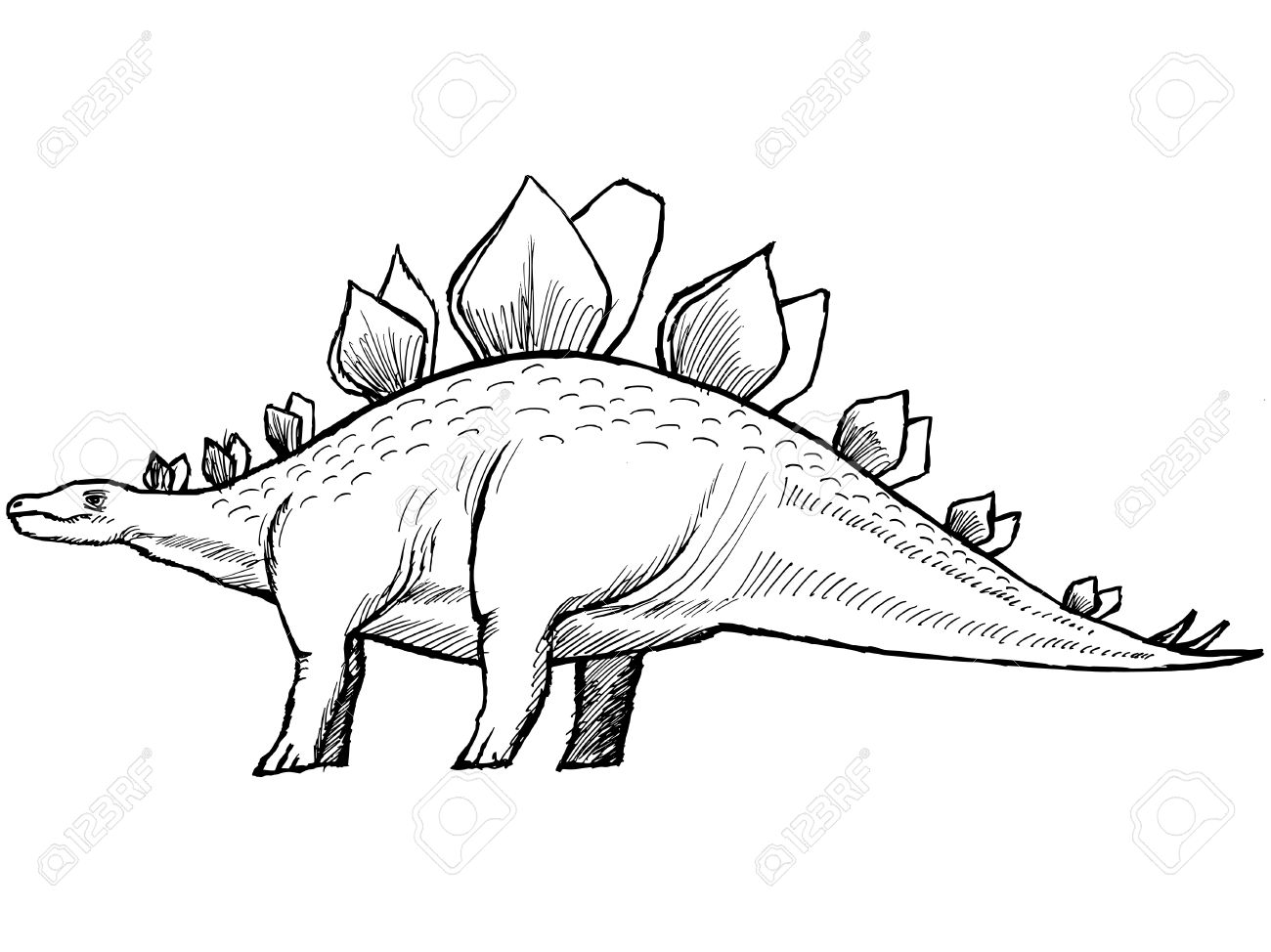 Стегозавр на белом фоне раскраска