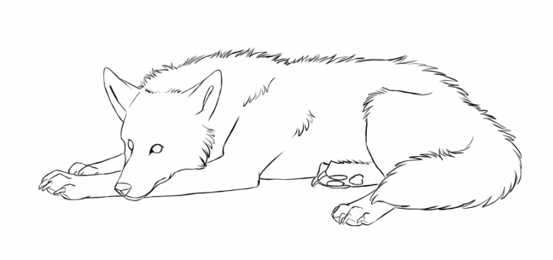 Step By Step Wolf Drawing at GetDrawings | Free download