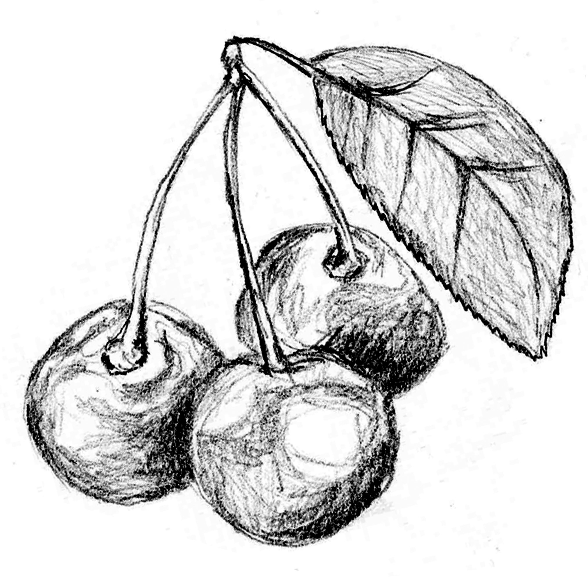 Still Life Fruit Drawing At Getdrawings Free Download