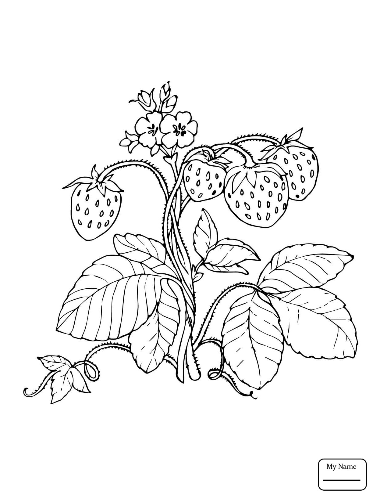 Strawberry Pencil Drawing at GetDrawings | Free download